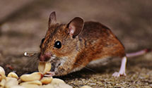 24 Hour & Emergency Exterminators in Brewster, MA